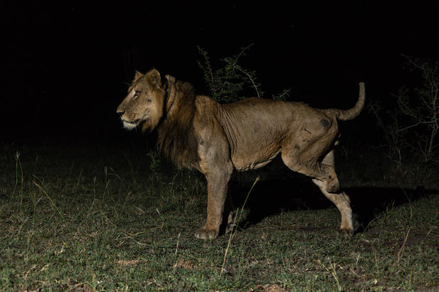 Amputee lion who survived being gored and attempted poachings makes record-breaking swim across predator-infested waters