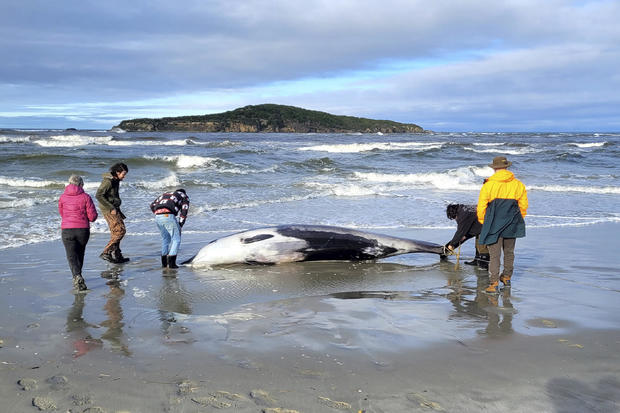 New Zealand Whale 