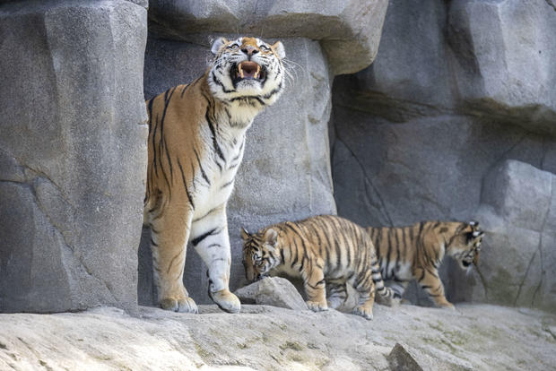 Endangered tiger cubs make their public debut at zoo in Germany