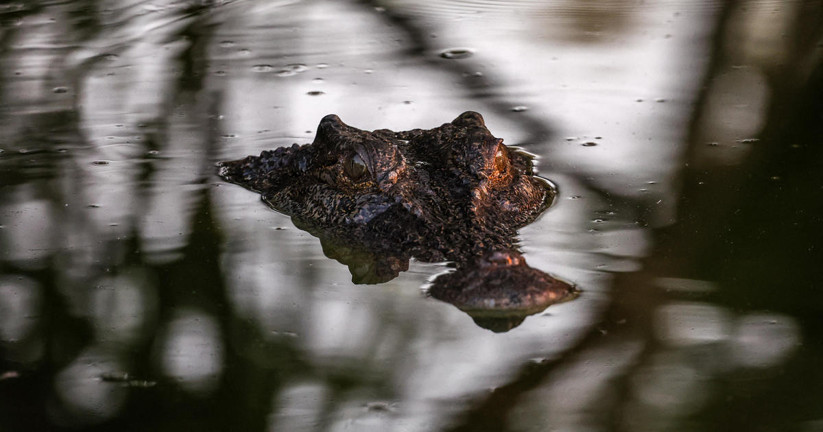 Leader of Australian territory where girl was killed by crocodile says species cannot outnumber region's population