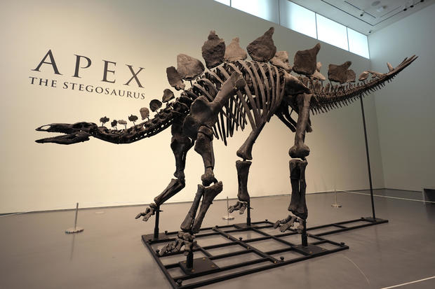 Stegosaurus skeleton auction likely to draw millions — and criticism