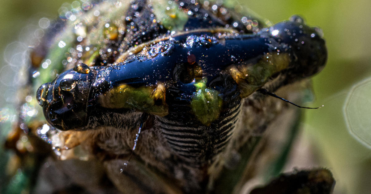 Cicadas come with an itchy pest — nearly invisible mites that can cause rashes and travel with the wind