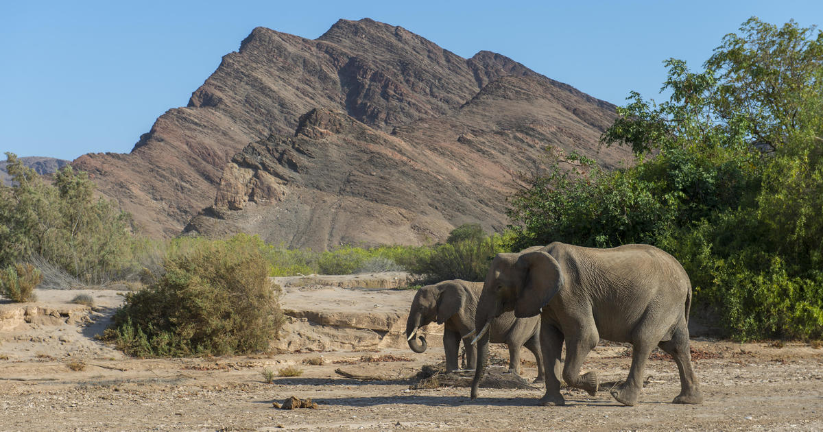 Elephants, zebras, hippos among more than 700 animals being killed for meat in drought-stricken Namibia