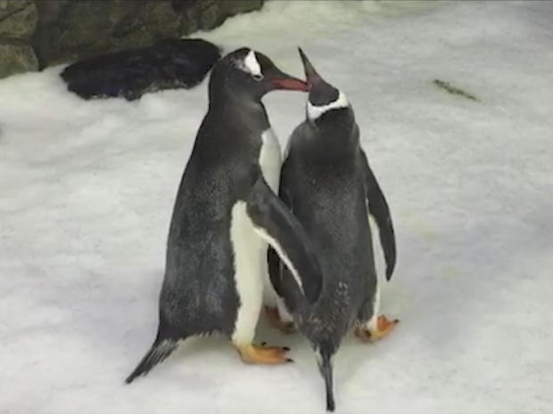 Gay penguin Sphen dies at Australia aquarium, leaving behind partner Magic — and an iconic legacy