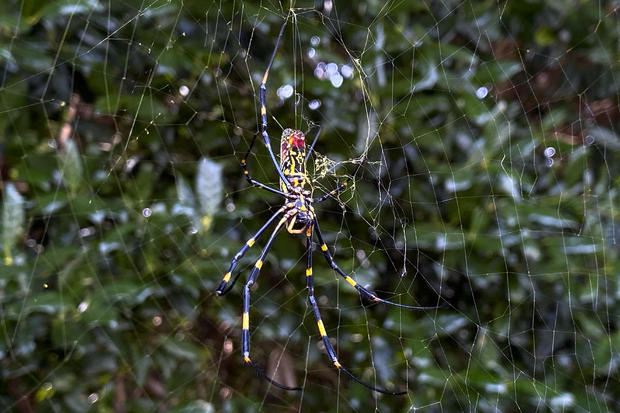 Giant "flying" Joro spiders love big cities. A new study found their ability to chill out in stressful situations may be why