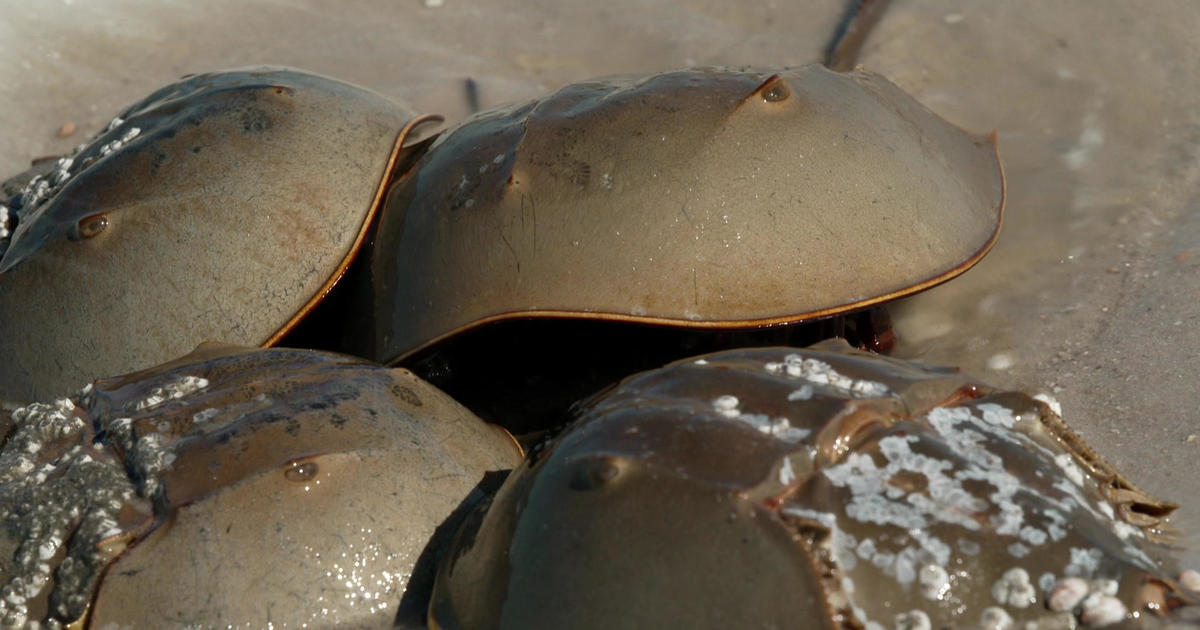 Horseshoe crabs: Ancient creatures who are a medical marvel