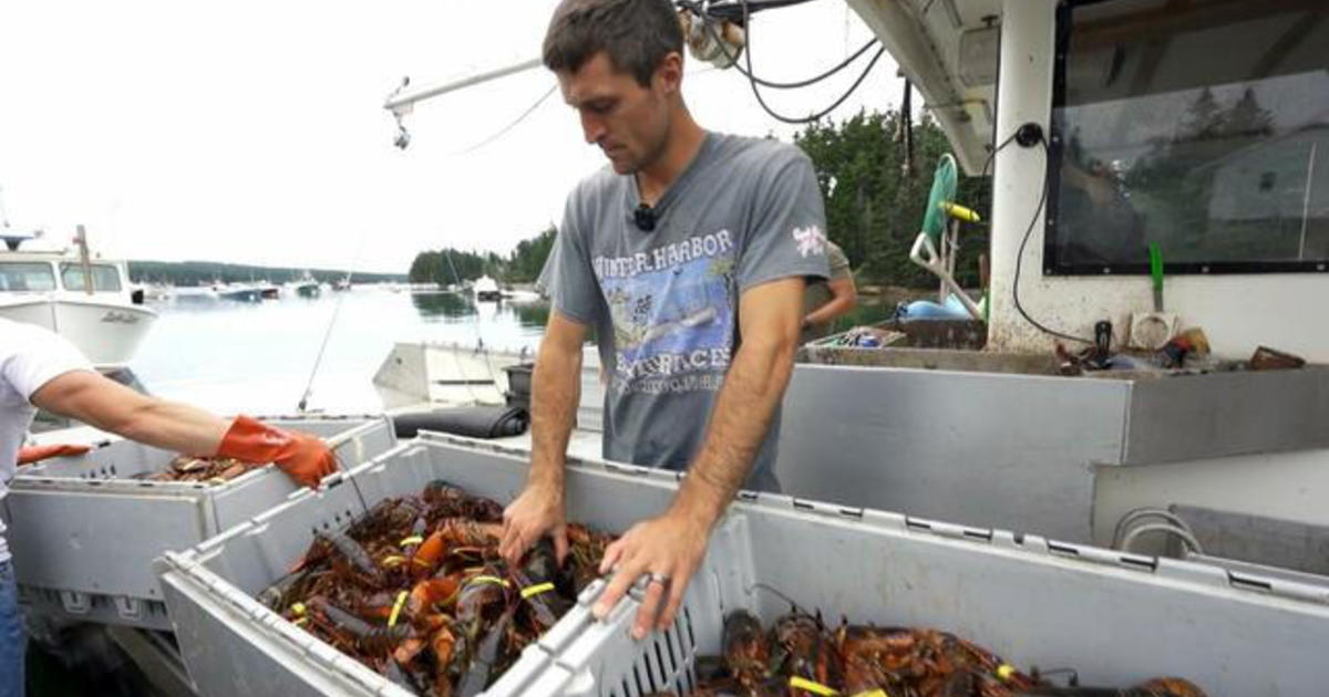 Viral lobsterman documents Maine's lobster season