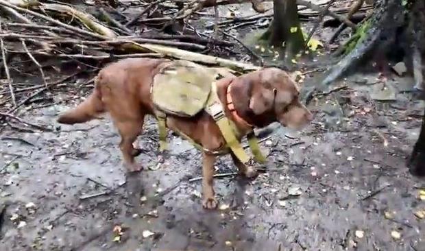 How dogs wearing backpacks are helping to rewild an English woodland