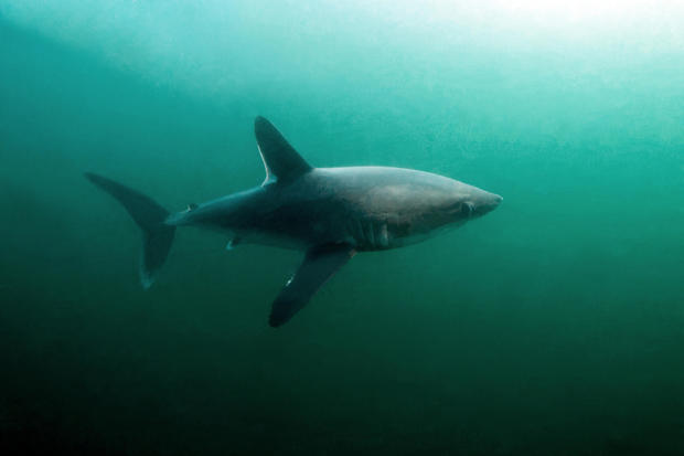 It's a shark eat shark world. Researchers find evidence that large sharks may be hunting each other.