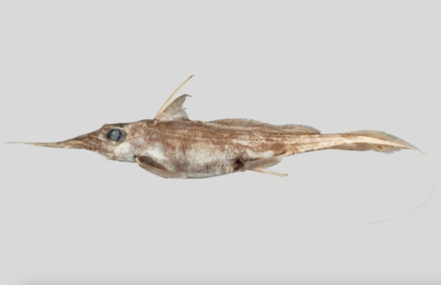 New species of "ghost shark" discovered living deep in the Pacific Ocean