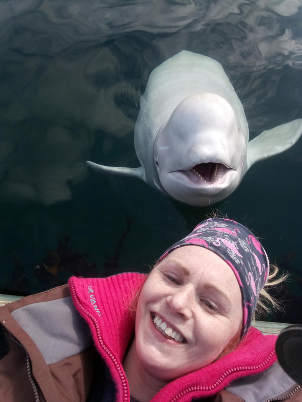 "Russian spy" beluga whale that was found dead "had multiple bullet wounds," animal rights group says