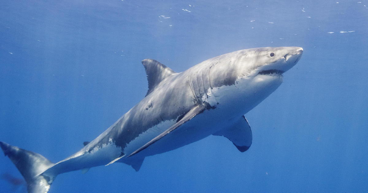 Tourist dies after losing her leg in shark attack while sailing off Canary Islands