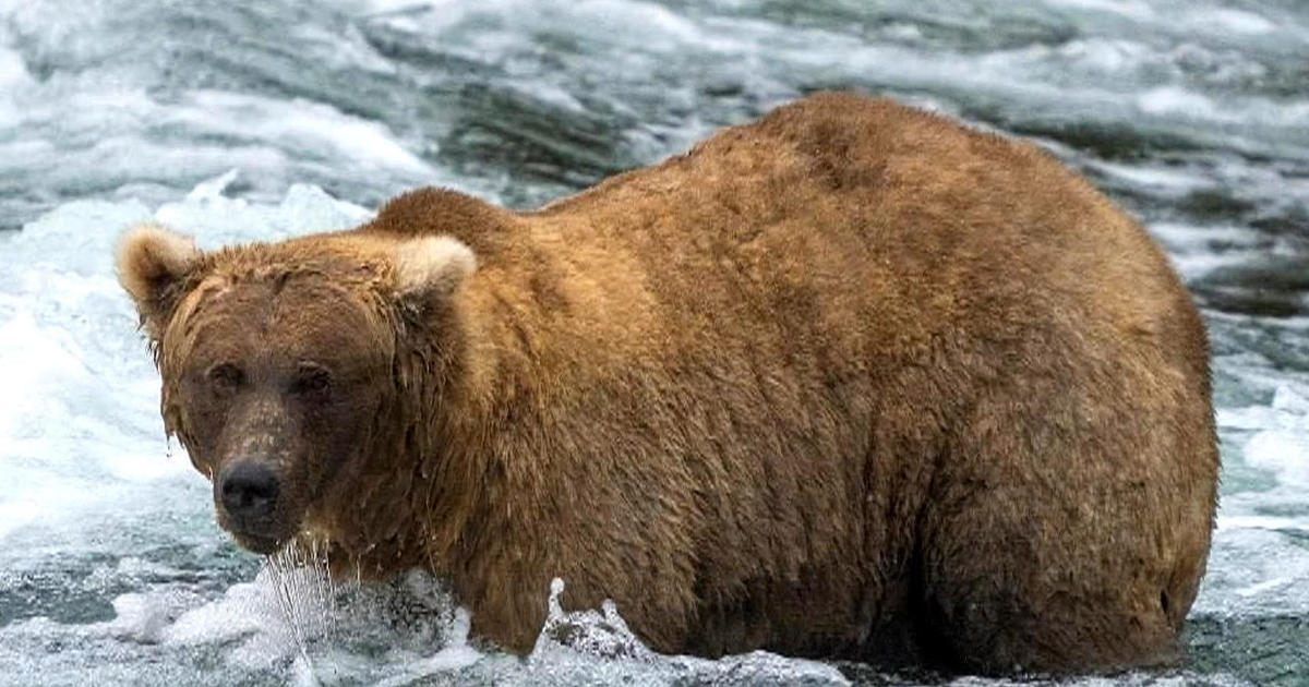 "Grazer" claims victory in Alaska's fat bear contest after dramatic showdown