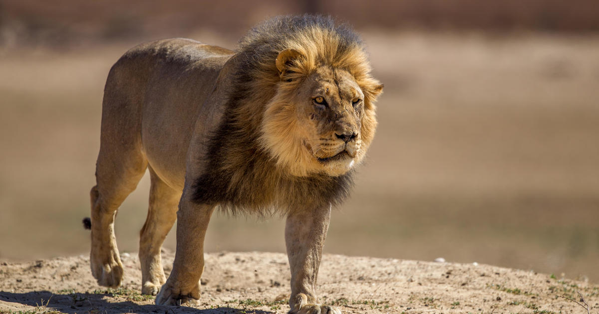 Lions maul worker to death as she went to clean cages at safari park, Crimea officials say