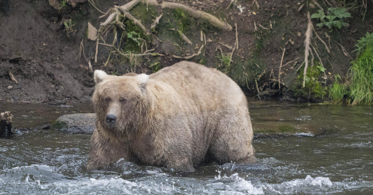 Mama bear beats rival that killed her cub to win Fat Bear Contest: "First working mom to ever be crowned champion"