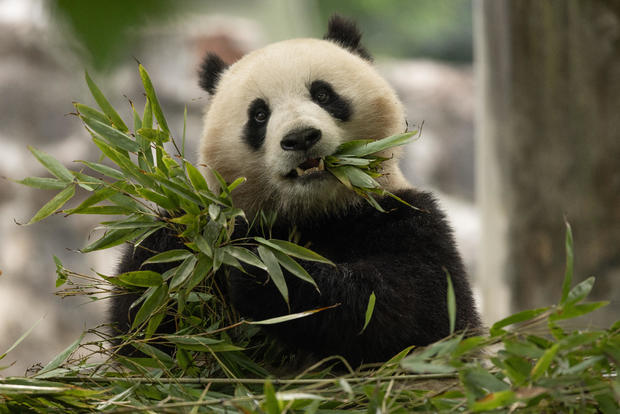 Pandas from China return to Washington, D.C., after beloved animals left National Zoo last year