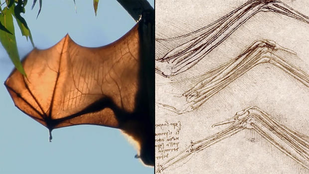 leonardo-da-vinci-split-screen-bats.jpg 