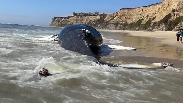 Protecting whales from ship strikes