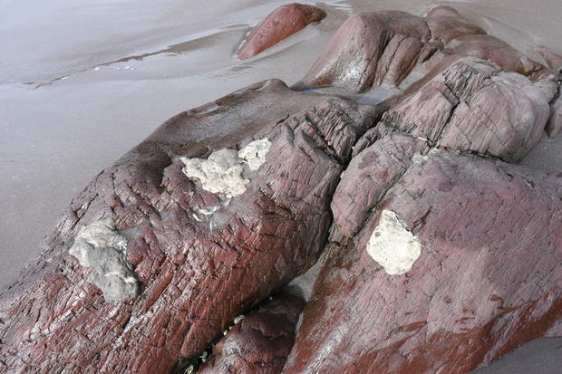 White blobs washing up on Newfoundland beaches stump experts and worry resident beachcombers