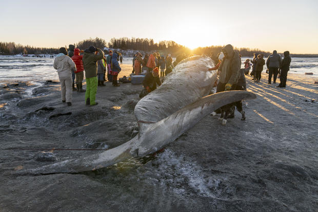 Endangered fin whale measuring nearly 50 feet found dead near Anchorage, drawing curious onlookers to beach