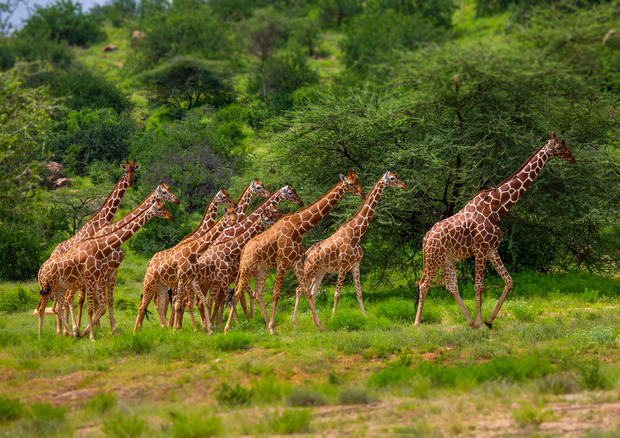 Giraffes need endangered species protection, U.S. officials say