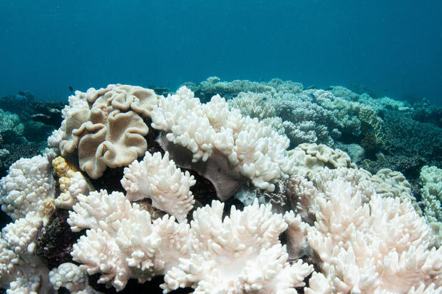 Parts of Great Barrier Reef dying at record rate, alarmed researchers say; "worst fears" confirmed