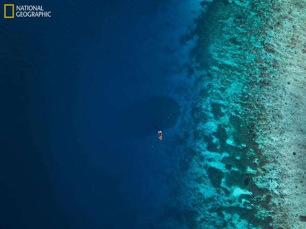 solomons-coral-largest.jpg 