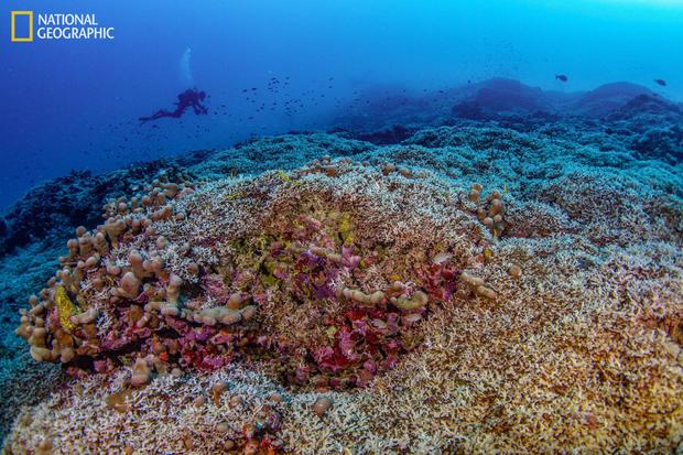 Scientists say they've discovered the world's biggest coral, so huge it was mistaken for a shipwreck