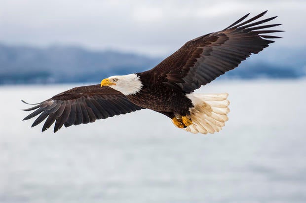 Bald eagle is officially America's bird, with Biden's signature