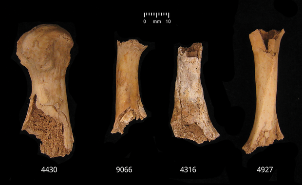 Dozens of Britons were "killed and butchered" and then cannibalized after Bronze Age massacre, research shows