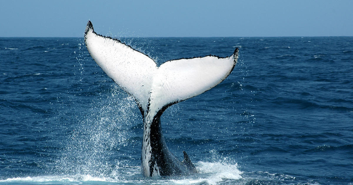 Humpback whale makes one of the longest migrations ever recorded, scientists say