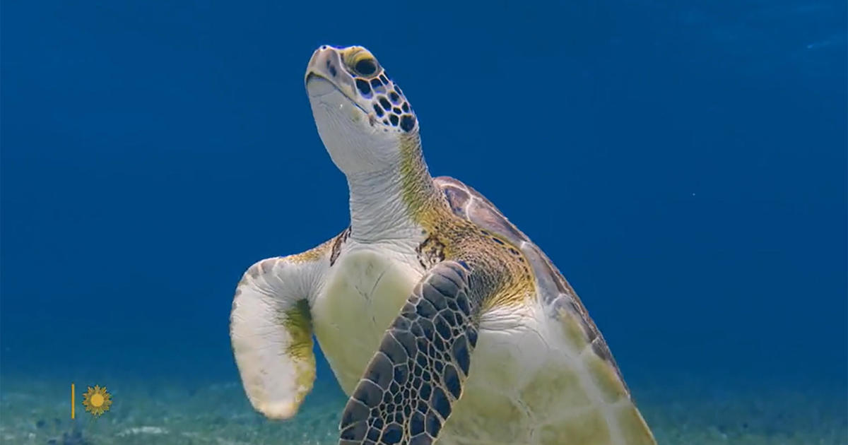 Nature: Hawksbill turtles in Mexico