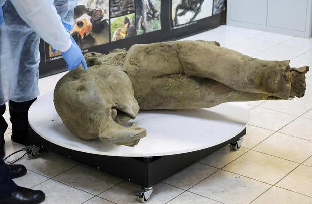 Photos show well-preserved remains of 50,000-year-old baby mammoth found in Siberia