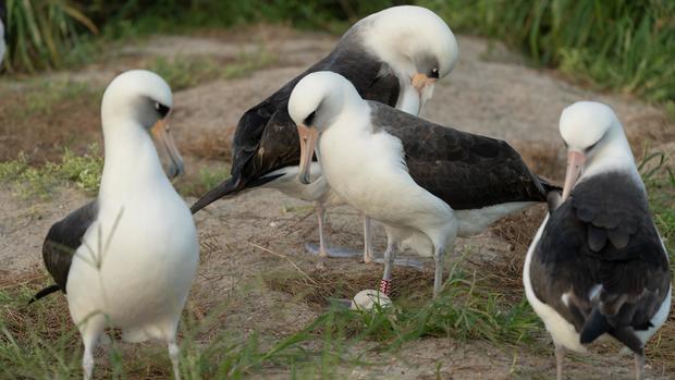 Wisdom the albatross, world's oldest-known wild bird at about 74, lays an egg for the first time in years