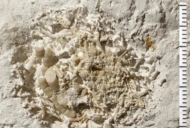 66-million-year-old vomit discovered by amateur fossil hunter in Denmark: "Truly an unusual find"