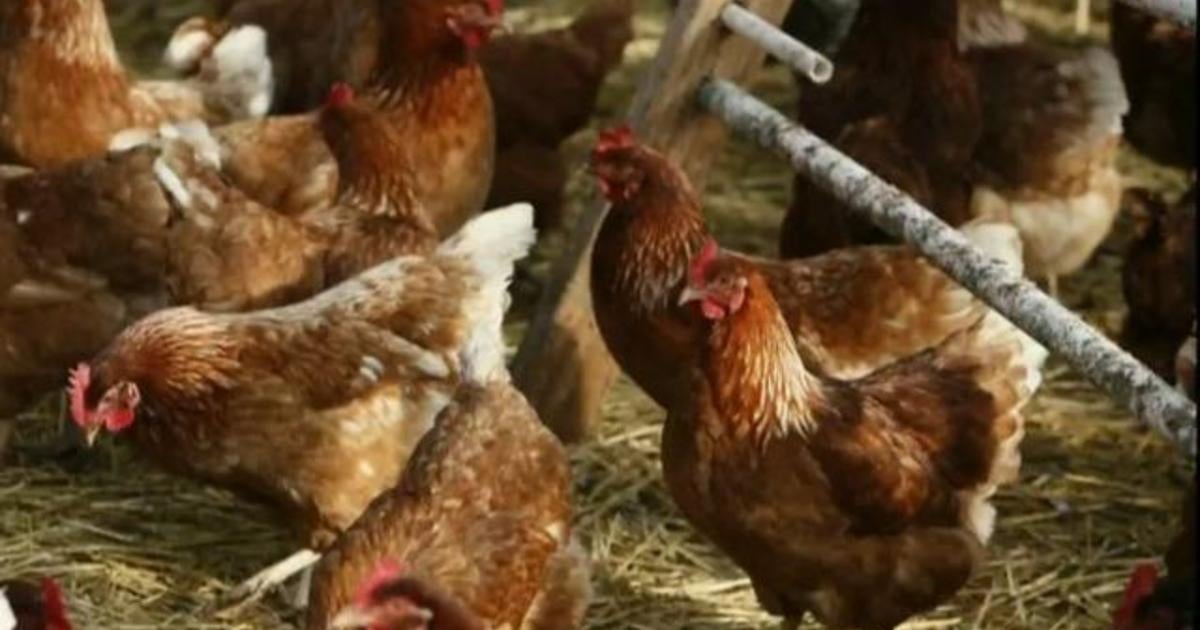 Bird flu detected in commercial poultry flock in Georgia, officials say