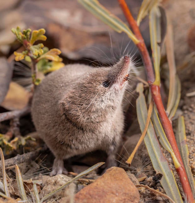 California students capture palm-sized underground mammal alive on camera for the first time