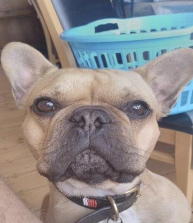 Drug traffickers nabbed after sending photo of pet French Bulldog ordered to pay $1.4 million