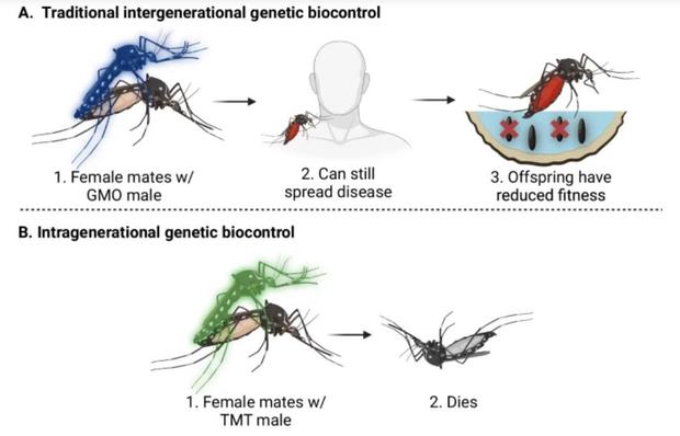 Genetically engineered mosquitoes with "toxic" semen could kill females and curb spread of disease, researchers say