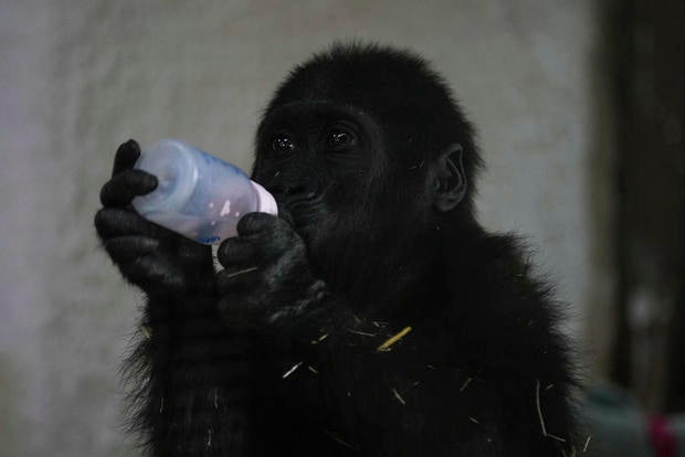 Young gorilla rescued from airplane cargo hold recovers at Istanbul zoo