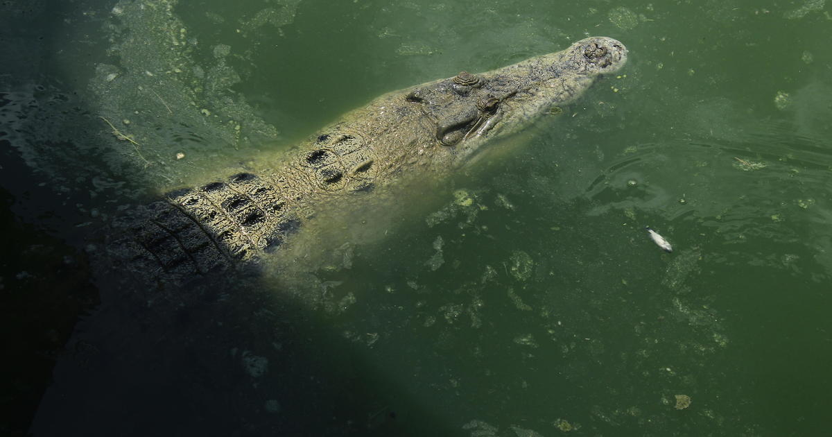 Boy presumed dead after second crocodile attack in 2 weeks on Indonesia's Borneo island