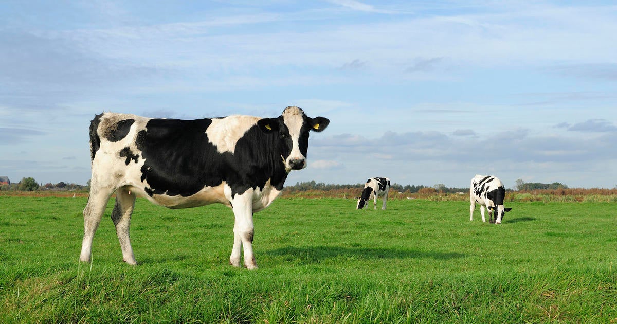 Cows infected by lethal bird flu strain never before seen in the animal showing respiratory symptoms, Nevada says