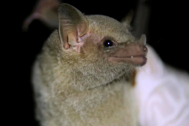 Endangered Mexican long-nosed bats now being tracked via "eDNA" using their saliva