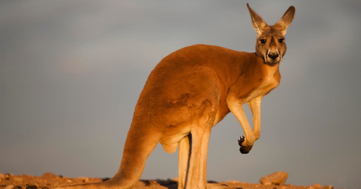 First IVF kangaroo embryo claimed by Australia-based scientists. They say it's key step toward saving endangered marsupials.