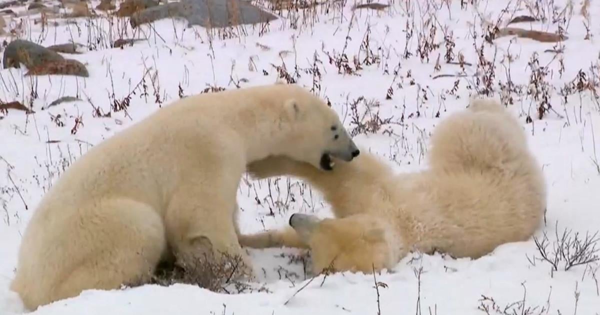 Locals fight to keep polar bear hot-spot alive