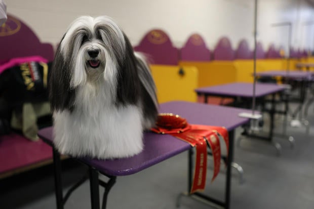 149th Annual Westminster Kennel Club Dog Show – Group Judging (Hound, Toy, Non-Sporting, Herding) 