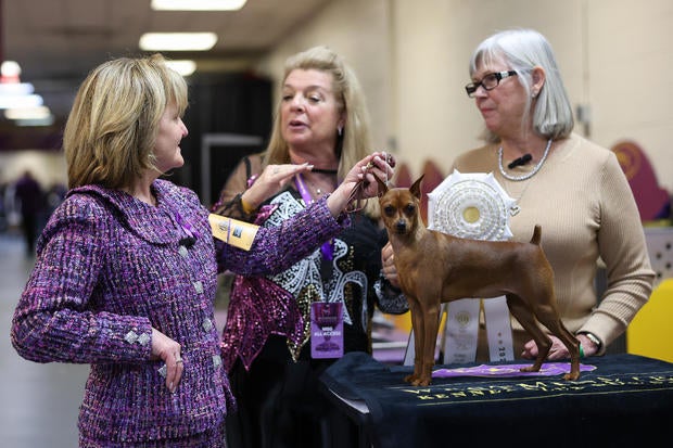 Valentina, the Miniature Pinscher, 4th place winner of the Toy Group, during the 149th Annual Westminster Kennel Club Dog Show. 