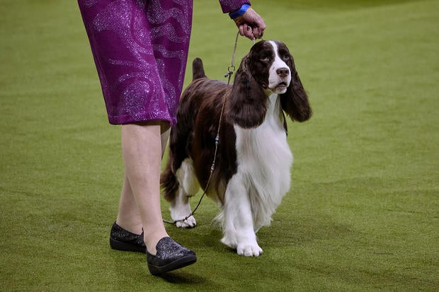 Westminster Dog Show 