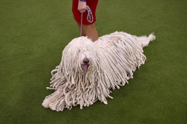 Westminster Dog Show 