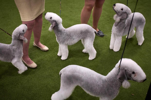 Westminster Dog Show 